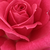 Ružová - Čajohybrid - Sasad